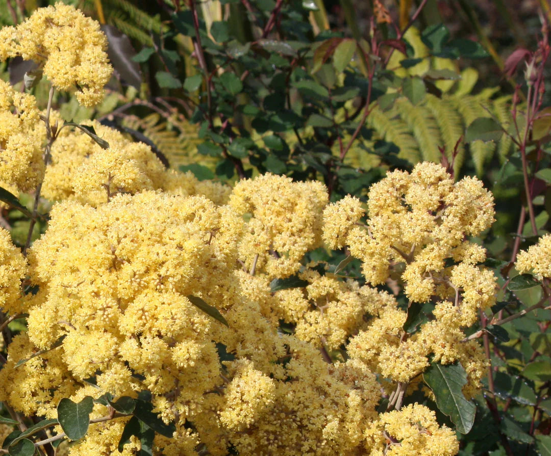 Kumerahou Extract