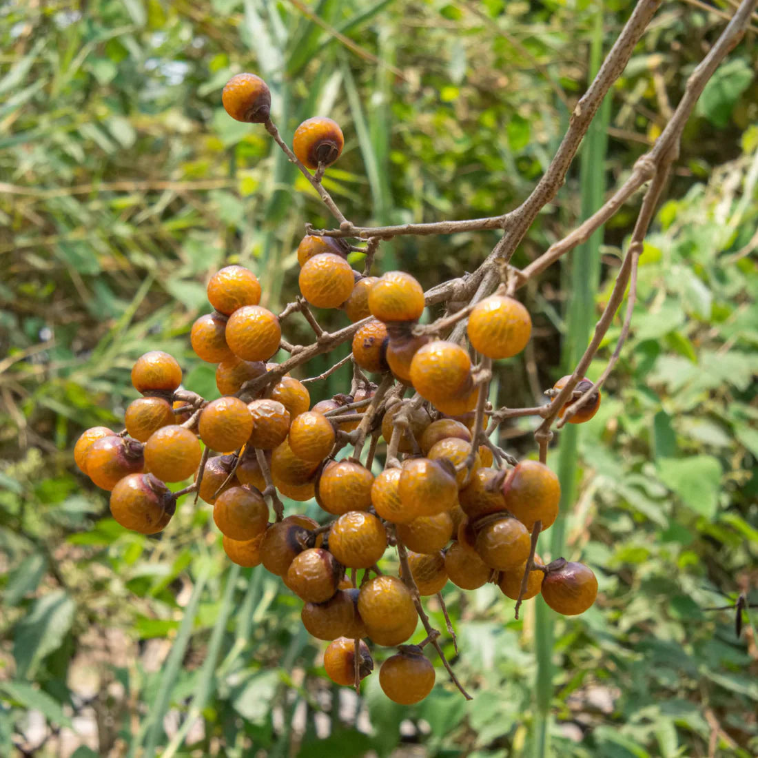 Soapberry Extract